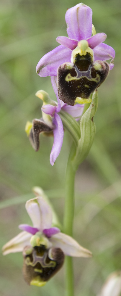 Ophrys, quale?